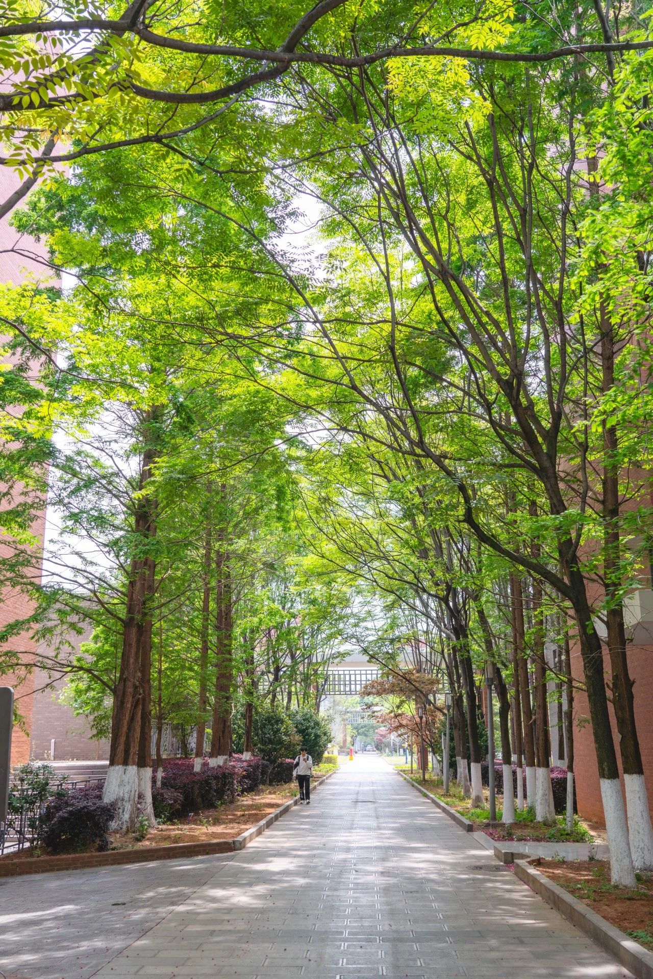 云经管专科→昆工博士，“母校才是最强外挂”！ 第 12 张