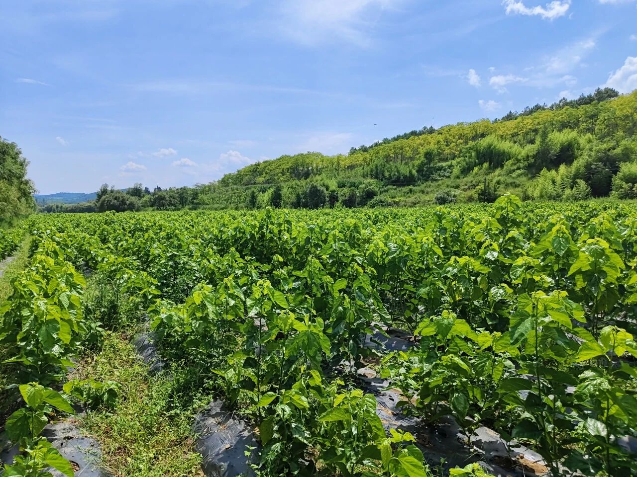 暑假社会实践 | 生态桑园绿意浓，“蚕”动绿色新经济--水源区固废变有机肥，麦地冲蚕丝织就国际路 第 1 张