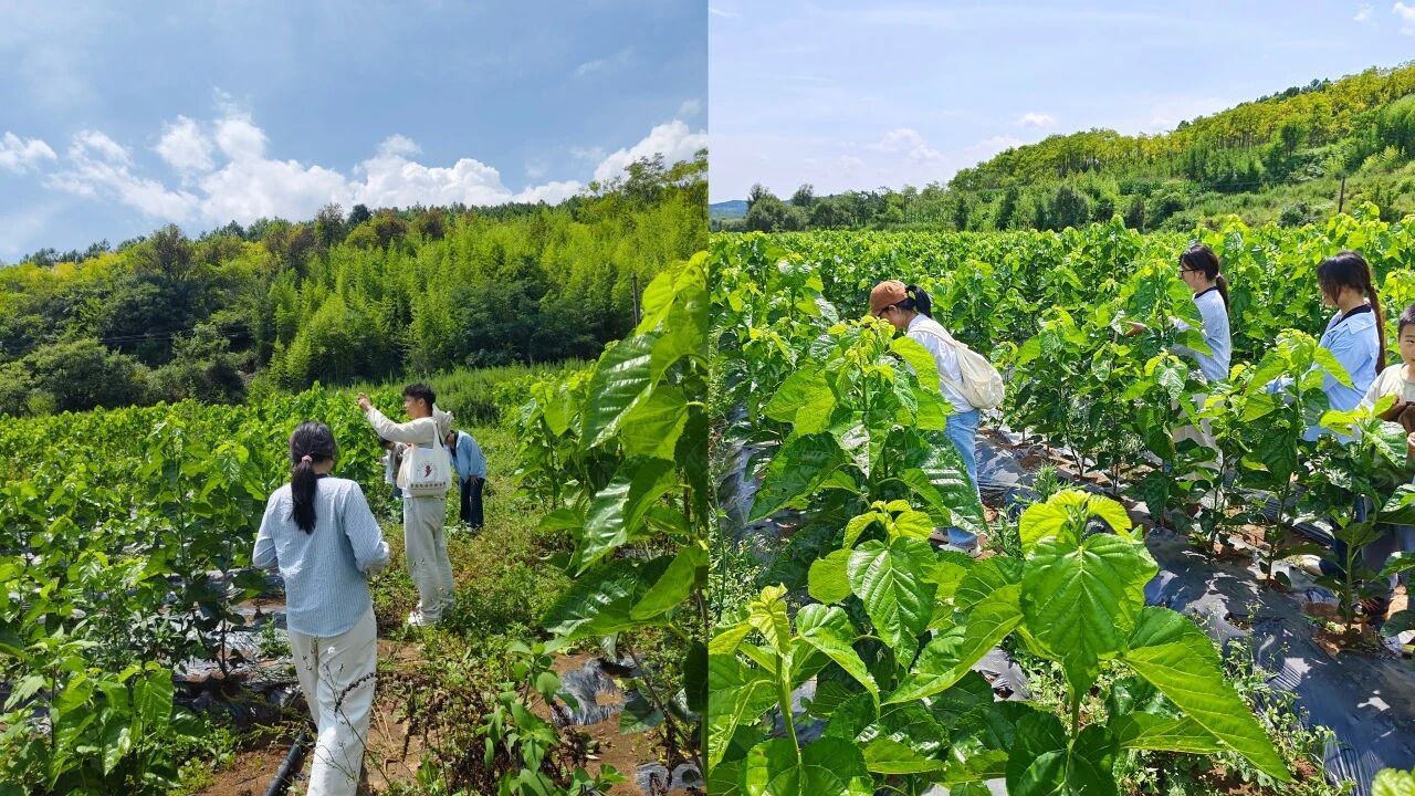 暑假社会实践 | 生态桑园绿意浓，“蚕”动绿色新经济--水源区固废变有机肥，麦地冲蚕丝织就国际路 第 4 张